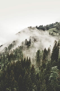 aerian, fotografie, pădure, cețuri, fum, înalt, copaci, Munte, nor, ceaţă, noros, verde, pin, alb, creastă, copac, plantă, frumusețe în natură, o scenă liniștită, liniște, scenice - natura, cer, creştere, scenă non-urbană, natură, nici o persoana, zi, idilic, mediu inconjurator, teren, la distanta, în aer liber, neclar, conifer, 4K, CC0, domeniu public, fără drepturi de autor