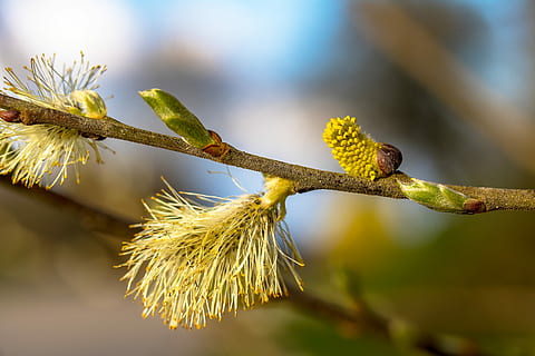 willow catkins, pupen, střílí, květ, větev, Příroda, jaro, pasoucí se skleník, předzvěst jara, včelí pyl, zahrada, Ochrana přírody, pyl, frühlingsanfang, alergie, rostlina, krása v přírodě, růst, strom, zaměřit se na popředí, detail, nikdo, kvetoucí rostlina, den, zelená barva, svěžest, venku, jídlo a pití, slunečního světla, křehkost, zranitelnost, jídlo, Vrba, 5K, CC0, veřejná doména, bez autorských práv