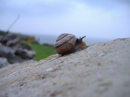 lumaca, arrampicata, conchiglia, natura, roccia, mollusco, lento, animale, viscido, in movimento, limo, giardino, gasteropode, pietra, antenna, all'aperto, invertebrato, piccolo, naturale, creatura, ambiente, un animale, temi animali, guscio di animale, animali allo stato selvatico, fauna selvatica, avvicinamento, messa a fuoco selettiva, giorno, nessuno, solido, la noia, terra, strisciando, livello di superficie, 2K, CC0, dominio pubblico, privo di copyright