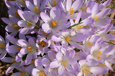 krokus, blommor, vår, natur, blomning, klunga, blomma, blommande växt, växt, friskhet, bräcklighet, skönhet i naturen, sårbarhet, närbild, lila, full ram, kronblad, blomhuvud, blomställning, inget folk, bakgrunder, tillväxt, utomhus, dag, pollen, 4K, CC0, offentligt domän, royaltyfria
