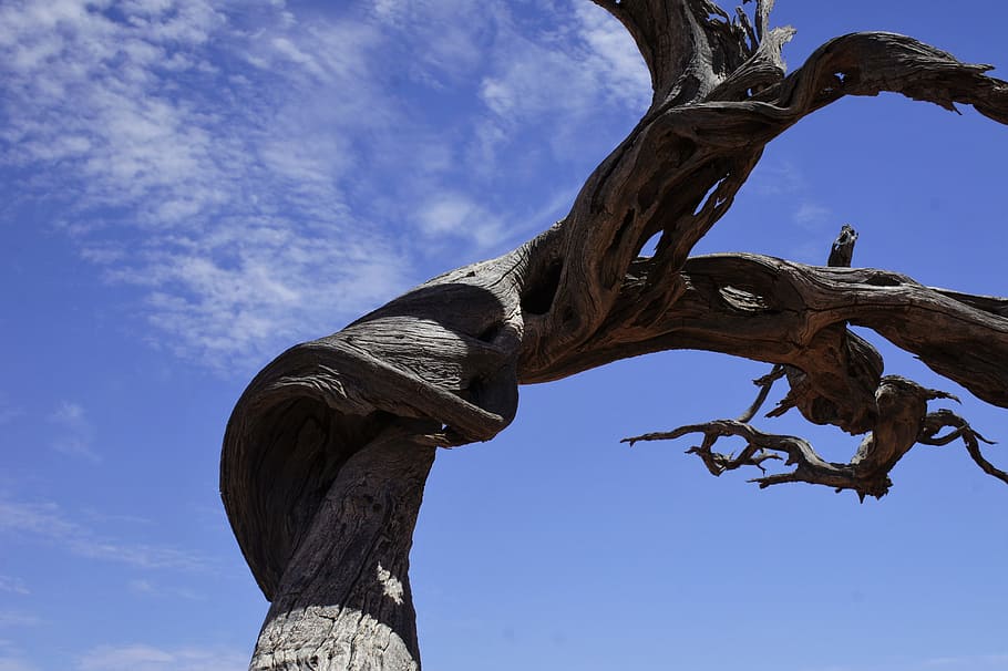 arbre, desert, Simpson, nodrit, Austràlia, remot, Outback, cel, naturalesa, blau, a l'aire lliure, vista d’angle baix, núvol - cel, cap gent, tronc de l'arbre, planta, dia, tronc, branca, material de fusta, tranquil·litat, planta morta, fusta, registre, temes d'animals, escorça de la planta, 4K