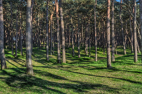 pădure, copac, peisaj, natură, copaci, verde, Podea de lemn, trunchi de copac, în aer liber, nici o persoana, plantă, teren, trompă, liniște, frumusețe în natură, o scenă liniștită, creştere, iarbă, Culoarea verde, zi, scenice - natura, camp, bambus - planta, treelined, 5K, CC0, domeniu public, fără drepturi de autor