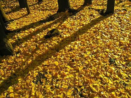 largas sombras, puesta de sol, noche, árbol de ginkgo, árbol de maidenhair, amarillo, otoño, hojas caídas, vástago, dorado, alfombra, parque otsu, yokosuka, Kanagawa, Japón, planta, flor, naturaleza, belleza en la naturaleza, planta floreciendo, luz del sol, día, crecimiento, parque, tierra, nadie, sombra, parque - espacio hecho por el hombre, árbol, parte de la planta, al aire libre, vulnerabilidad, tranquilidad, cambio, cama de flores, 2K, CC0, dominio público, libre de derechos