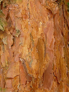 bark, pine, red, tree, wood, textured, full frame, backgrounds, close-up, no people, rock, solid, rock - object, pattern, brown, wood - material, rough, nature, natural pattern, outdoors, built structure, extreme close-up, surface level, sandstone, textured effect, 2K, CC0, public domain, royalty free