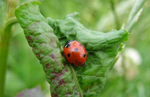 ladybug, leaf, green, meadow, spring, summer, macro, nature, beetle, animal wildlife, insect, invertebrate, animal themes, one animal, animals in the wild, animal, plant, close-up, focus on foreground, green color, spotted, day, plant part, outdoors, no people, small, 2K, CC0, public domain, royalty free