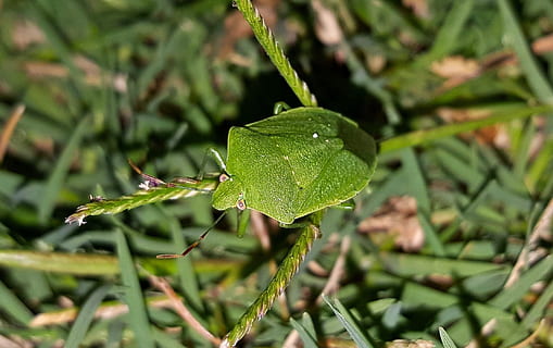 chinche verde, insecto, chinche, insecto volador, criatura, apestoso, de cerca, bicho verde, verde, follaje, naturaleza, hierba, césped, entomología, biología, artrópodos, chinavia hilaris, color verde, hoja, planta, día, crecimiento, parte de la planta, centrarse en primer plano, belleza en la naturaleza, nadie, soltar, al aire libre, agua, mojado, invertebrado, enfoque selectivo, tierra, frescura, animales en la naturaleza, gota de agua, Rocío, 1080P, CC0, dominio público, libre de derechos