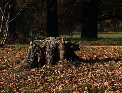 monstre de l'arbre, sol de tarda, naturalesa, arbre, fusta, full, medi ambient, fulles, tardor, paisatge, humor, bosc, terra, planta, part de la planta, cap gent, tranquil·litat, tronc de l'arbre, tronc, dia, escorça, caient, bellesa a la natura, escena no urbana, escena tranquil·la, canvi, a l'aire lliure, caure, 4K, CC0, domini públic, lliure de regalies