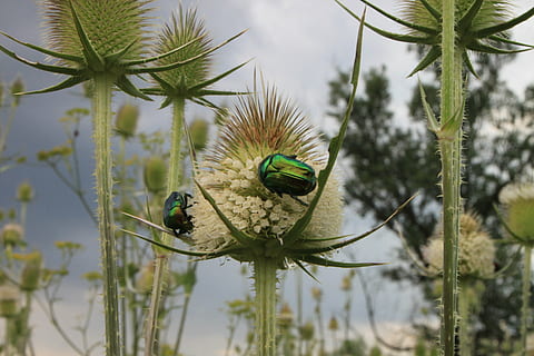kumbang, bug, potongan rambut, dipsacus, hijau, Juni, Laciniatus, linnaeus, berduri, teasel, thistle, serangga, tanaman, burung, bertulang belakang, tema binatang, binatang di alam liar, satu binatang, hewan, satwa liar hewan, menanam, pohon, bertengger, alam, warna hijau, hari, cabang, burung beo, tidak ada orang, fokus pada latar depan, di luar rumah, keindahan di alam, merapatkan, pohon jenis konifera, 4K, CC0, domain publik, bebas royalti