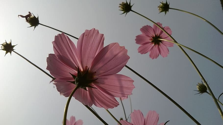 pinke Blumen, pinke Blume, Fokus, Blume, durchscheinend, Pflanze, blühende Pflanze, Zerbrechlichkeit, Verletzlichkeit, Blütenblatt, Schönheit in der Natur, Frische, Blütenkopf, Blütenstand, Wachstum, Natur, Nahansicht, pinke Farbe, keine Leute, Tierwelt, Tierthemen, Baum, Tier, Tag, draußen, Pollen, 2K