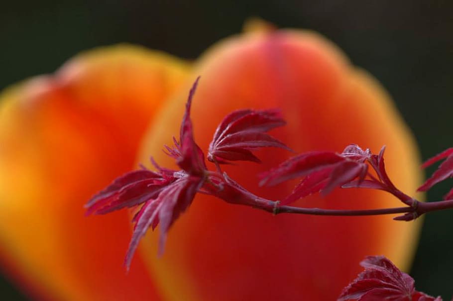 maple, bunga tulp, bunga, pohon, musim semi, pohon, musim semi, merapatkan, tidak ada orang, menanam, pertumbuhan, kesegaran, keindahan di alam, tanaman berbunga, alam, merah, makanan, fokus selektif, kerapuhan, kerentanan, warna oranye, fokus pada latar depan, makanan dan minuman, di luar rumah, daun bunga, buah, kepala bunga, 1080P