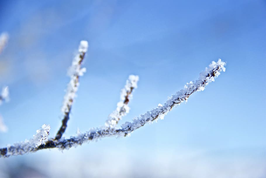 flach, fokus fotografie, Weiß, Blume, Schnee, Zweig, Baum, Eis, blauer Himmel, Natur, draußen, Schneeflocke, Winter, kalt, Ast, Frost auf Sache, frostigen Zweig, saisonal, Jahreszeit, braun, Blau, Stock, Himmel, kalte Temperatur, gefroren, Frost, Tag, weiße Farbe, Schönheit in der Natur, Umgebung, keine Leute, Pflanze, Nahansicht, Szenen - Natur, Ruhe, abstrakte Hintergründe, gefrorenes Wasser, 2K