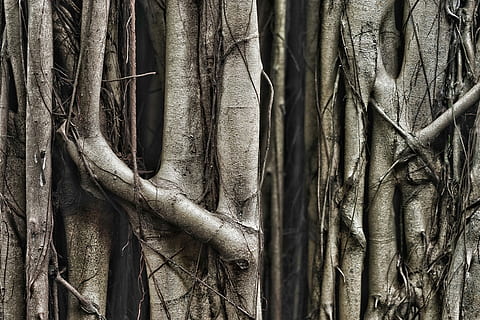 trunchi de copac maroniu, fotografie, trunchi de copac, copaci, trunchiuri, pădure, trompă, copac, cadru complet, nici o persoana, plantă, creştere, zi, a închide, rădăcină, fundaluri, parte a plantelor, natură, model, în aer liber, agăţat, teren, lemn - material, texturată, încurcat, interconectate, 5K, CC0, domeniu public, fără drepturi de autor