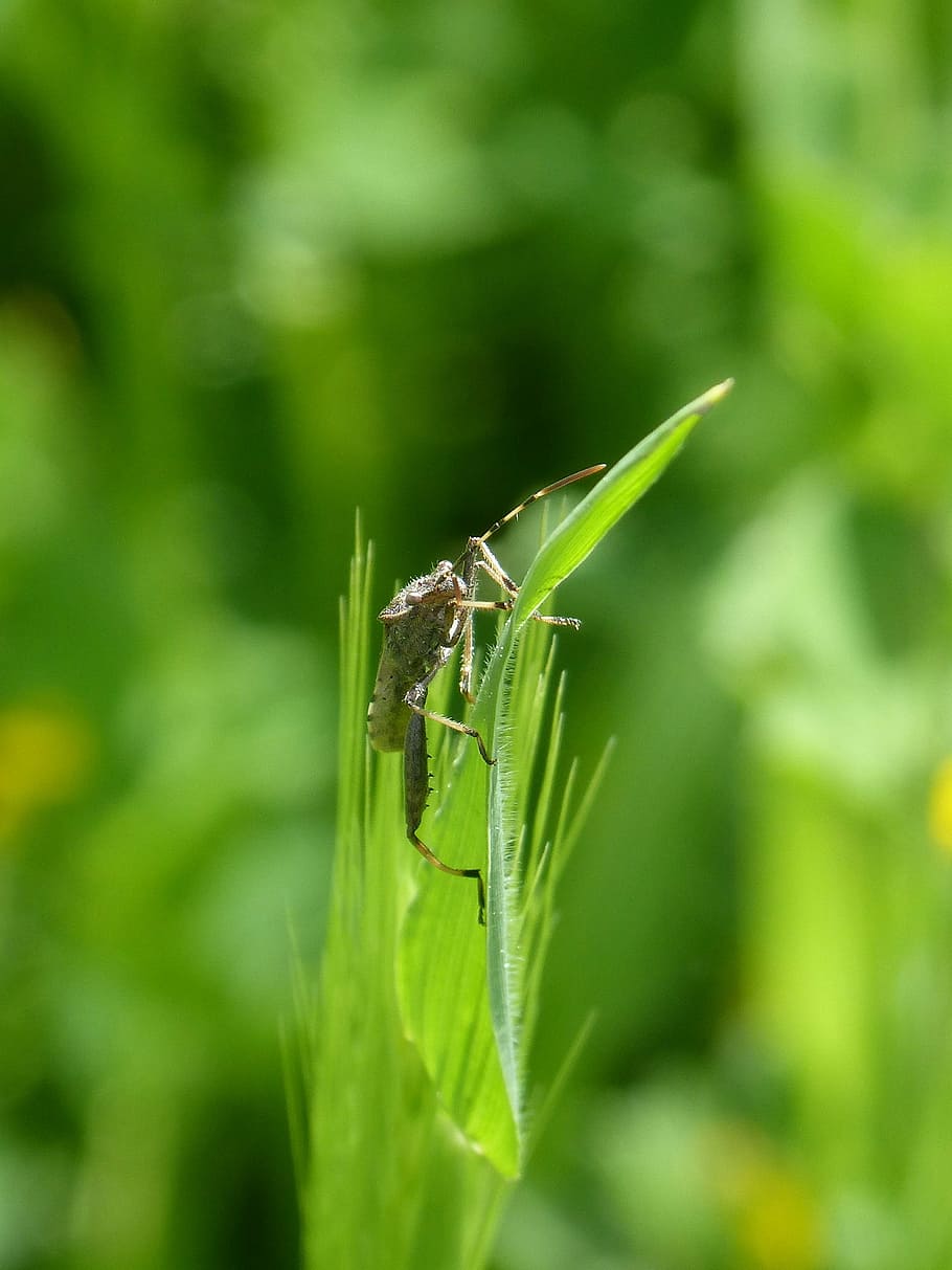 insecte, estrany, full, naturalesa, planta, gespa, invertebrat, temes d'animals, animal, fauna animal, animals a la natura, color verd, un animal, primer pla, dia, centrar-se en primer pla, part de la planta, cap gent, creixement, a l'aire lliure, enfocament selectiu, part del cos dels animals, 2K