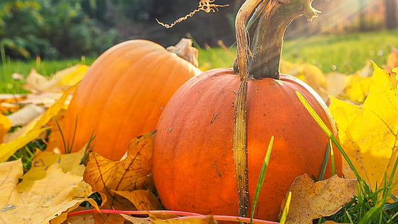 two, orange, squash, closeup, photo, red, pumpkins fall decor, pumpkin, leaf, fall, autumn, garden, patch, halloween, tree, forest, food, food and drink, vegetable, orange color, healthy eating, plant, nature, freshness, celebration, no people, agriculture, plant part, growth, harvesting, wellbeing, gourd, outdoors, ripe, vegetarian food, 5K, CC0, public domain, royalty free
