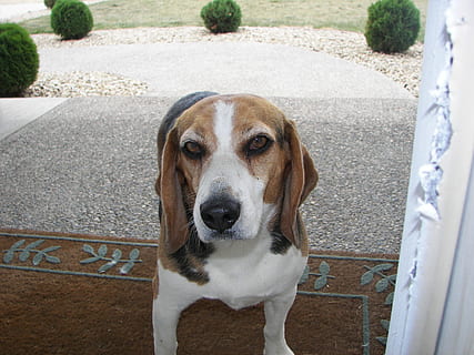beagle, detailní, zvědavý, Pes, jednoho zvířete, psí, domácí mazlíčci, savec, domácí, domácí zvířata, portrét, při pohledu na fotoaparát, den, nikdo, obratlovců, vysoký úhel pohledu, venku, část těla zvířete, architektura, 2K, CC0, veřejná doména, bez autorských práv