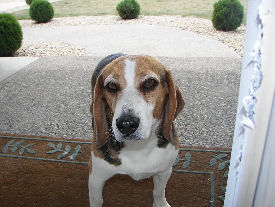 beagle, detailní, zvědavý, Pes, jednoho zvířete, psí, domácí mazlíčci, savec, domácí, domácí zvířata, portrét, při pohledu na fotoaparát, den, nikdo, obratlovců, vysoký úhel pohledu, venku, část těla zvířete, architektura, 2K