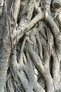 tre, rot, natur, trerot, Logg, slukte, taiwan, grodd, rotnettverk, full ramme, ingen folk, plante del, bakgrunn, anlegg, dag, skulptur, håndverket, kunst og Håndverk, trestamme, menneskelig representasjon, nærbilde, stamme, vekst, historie, utendørs, lav vinkel visning, antikk sivilisasjon, utsmykkede, bas relief, 5K, CC0, offentlig domene, opphavsrett gratis