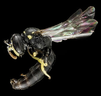 perto, fechar-se, anatomia de abelha, anatomia, abelha, erro, vôo, fotos, inseto, domínio público, asas, natureza, macro, animal, cor preta, asa animal, um animal, fundo preto, temas animais, animais selvagens, tiro do estúdio, ninguém, animais em estado selvagem, invertebrado, dentro de casa, Cortar fora, copie o espaço, parte do corpo animal, zoologia, artrópode, olho animal, 1080P, CC0, domínio público, royalty free