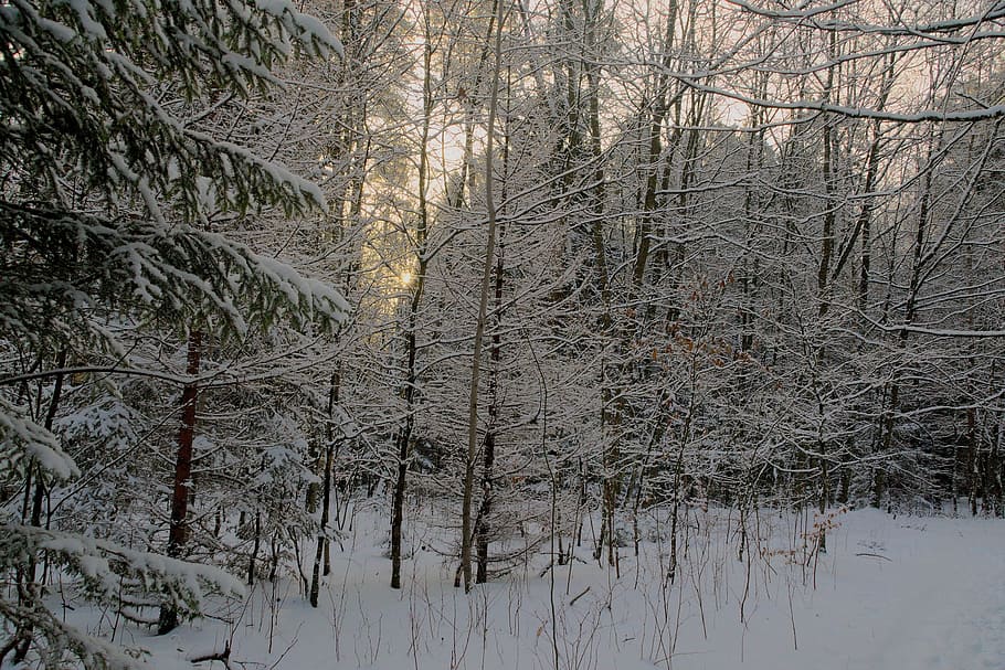 talvi-, lumi, näkymä, metsä, puu, maisema, luonto, valkoinen, Biel, aurinko, varjot, ilta, sää, auringossa, auringon säteet, kasvi, kylmä lämpötila, maa, tyyneys, kauneus luonnossa, paljas puu, ei ihmisiä, rauhallinen kohtaus, maisemat - luonto, haara, ei-kaupunkikuvia, runko, puun runko, ulkona, lumisade, 2K