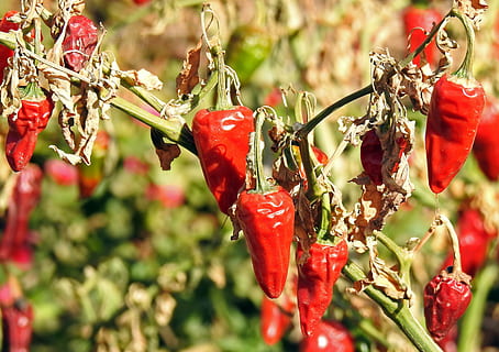 Chili, würzen, Scharf, rot, Jahreszeit, Schärfe, Lebensmittel, Paprika, Chilischoten, Pfefferernte, Pflanze, Wachstum, Blatt, Natur, Blume, keine Leute, Schönheit in der Natur, draußen, grüne Farbe, Nahansicht, Tag, Frische, Essen und Trinken, Fokus auf den Vordergrund, Chili-Pfeffer, Pfeffer, Gemüse, selektiver Fokus, gesundes Essen, rote Chilischote, 4K, CC0, gemeinfrei, lizenzfrei