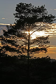 boom, pijnboom, avondzon, avond, abendstimmung, avondlucht, zonsondergang, zon, schemer, hemel, natuur, nagloed, achterlicht, silhouet, schemering, mooi, gloed, ondergaande zon, fabriek, schoonheid in de natuur, kalmte, groei, geen mensen, land-, zonlicht, rustige scène, scenics - natuur, buitenshuis, milieu, wolk - lucht, niet-stedelijke scène, tak, idyllisch, 5K, CC0, publiek domein, royaltyvrij
