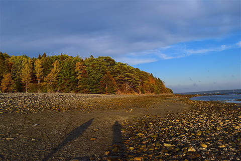 sunset, shore, trees, light, rocks, ocean, maine, nature, water, sea, landscape, sky, blue, coast, coastline, scenic, outdoor, rocky, wild, clouds, natural, park, sunlight, foliage, weather, autumn, golden, fall, leaves, october, picturesque, evening, dusk, land, tree, scenics - nature, plant, beach, cloud - sky, tranquility, tranquil scene, beauty in nature, no people, forest, environment, non-urban scene, outdoors, coniferous tree, 4K, CC0, public domain, royalty free