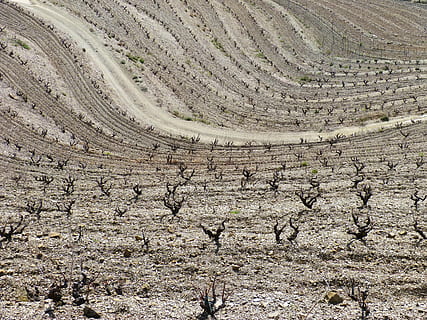 vie, valuri, textură, fundal, vita de vie, peisaj, scenice - natura, mediu inconjurator, teren, zi, vedere în unghi mare, liniște, natură, arid clima, scenă non-urbană, deşert, nici o persoana, o scenă liniștită, climat, plantă, model, copac, cadru complet, în aer liber, fundaluri, 4K, CC0, domeniu public, fără drepturi de autor
