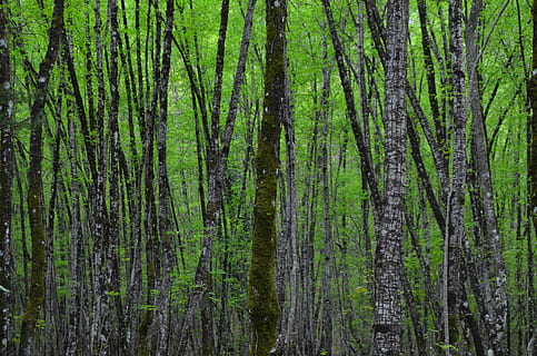 trunchiuri, copaci, in padure, pădure, plantă, copac, Culoarea verde, teren, frumusețe în natură, creştere, liniște, nici o persoana, natură, trunchi de copac, trompă, zi, cadru complet, scenă non-urbană, scenice - natura, o scenă liniștită, în aer liber, peisaj, Brad, conifer, pini de pădure, bambus - planta, 4K, CC0, domeniu public, fără drepturi de autor