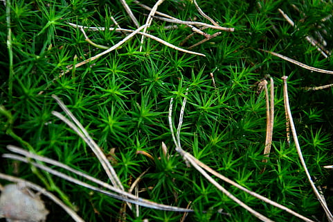 pohon pinus, hijau, pinus, pohon, alam, hutan, menanam, taman, musim semi, di luar rumah, semak, rumput, merapatkan, warna hijau, daun, pertumbuhan, keindahan di alam, tanah, tidak ada orang, bidang, hari, bagian tanaman, tampilan sudut tinggi, latar belakang, bingkai penuh, ketenangan, fokus selektif, kerentanan, bilah rumput, 5K, CC0, domain publik, bebas royalti