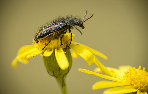 foto, taronja, negre, escarabat, posat, groc, flor petalada, fotografia macro, error, flor, insecte, pètal, flora, dent de lleó, invertebrat, macro, tija, animal, planta, aterrat, boca, planta amb flors, temes d'animals, un animal, fauna animal, animals a la natura, fragilitat, vulnerabilitat, primer pla, cap de flor, bellesa a la natura, frescor, creixement, inflorescència, cap gent, polinització, pol·len, ala dels animals, primavera, 5K, CC0, domini públic, lliure de regalies