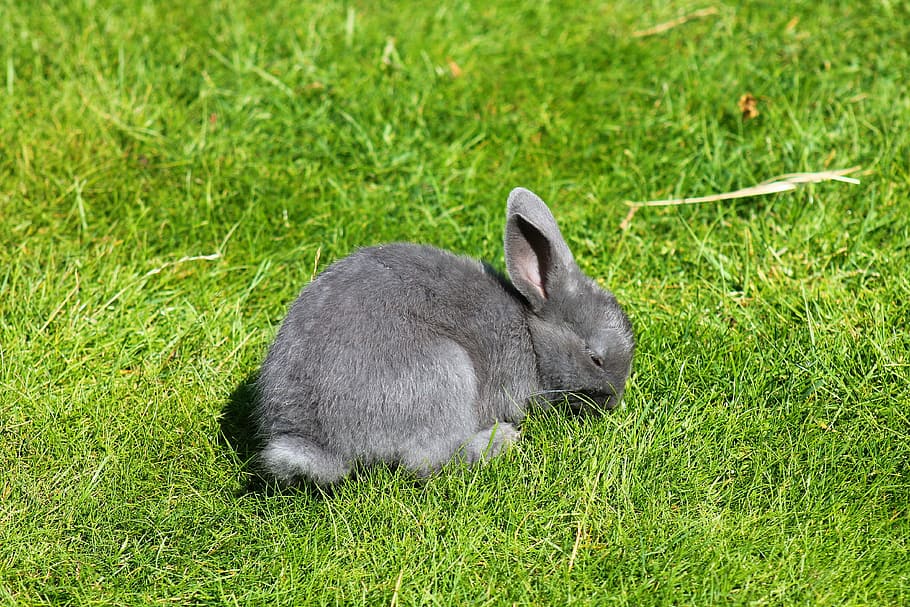 conill, gris, orella flexible, llebre, bonic, rosegador, conill nan, Pasqua, llebre grisa, nager, llarga orellada, mamífer, mascota, temes d'animals, animal, herba, un animal, fauna animal, planta, vertebrats, animals a la natura, color verd, naturalesa, camp, cap gent, terra, dia, ocell, relaxació, conill - animal, a l'aire lliure, 4K
