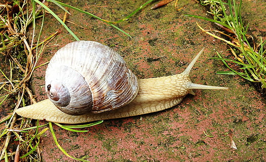 melc, natură, crawl, animal, noroios, moluscă, crawling, animale sălbatice, încet, maro, animale tematice, coajă, un animal, gasteropod, coajă de animale, animale în sălbăticie, nevertebrat, a închide, nici o persoana, plictiseală, zi, teren, camp, plantă, vedere în unghi mare, 2K, CC0, domeniu public, fără drepturi de autor