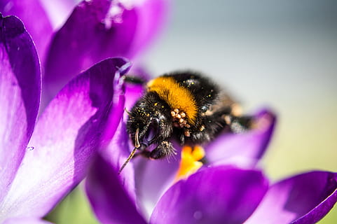 vår, samle inn, dyr, hummel, blomstre, blomst, krokus, pollen, blomstrende plante, skjønnhet i naturen, lilla, skjørhet, anlegg, friskhet, sårbarhet, petal, Bie, insekt, nærbilde, blomsterhodet, virvelløse, natur, vekst, pollinering, dyre temaer, ett dyr, humle, ingen folk, utendørs, 2K, CC0, offentlig domene, opphavsrett gratis