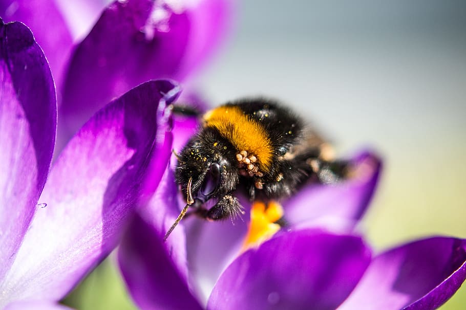 forår, indsamle, dyr, hummel, blomstre, flor, krokus, pollen, blomst, blomstrende plante, skønhed i naturen, lilla, skrøbelighed, plante, friskhed, sårbarhed, kronblad, bi, insekt, tæt på, blomsterhoved, hvirvelløse, natur, vækst, bestøvning, dyre temaer, et dyr, humlebi, ingen mennesker, udendørs, 2K