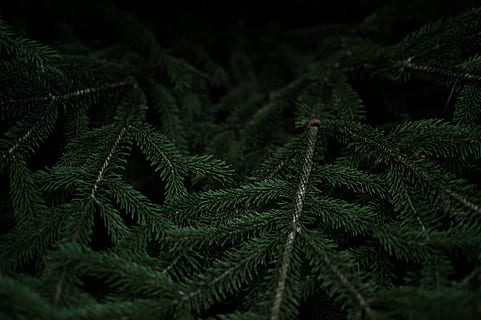nærbilde, mørk, grønn, gran grener, grønn fern planten, ensomhet, Evergreen, furu, skog, tre, natur, grønn farge, anlegg, gren, ingen folk, eviggrønne treet, furutre, skjønnhet i naturen, vekst, nåletre, blad, plante del, Pinaceae, fokusere på forgrunnen, selektiv fokusering, bakgrunn, skjørhet, dag, friskhet, utendørs, nål - plantedel, gran tre, 5K, CC0, offentlig domene, opphavsrett gratis
