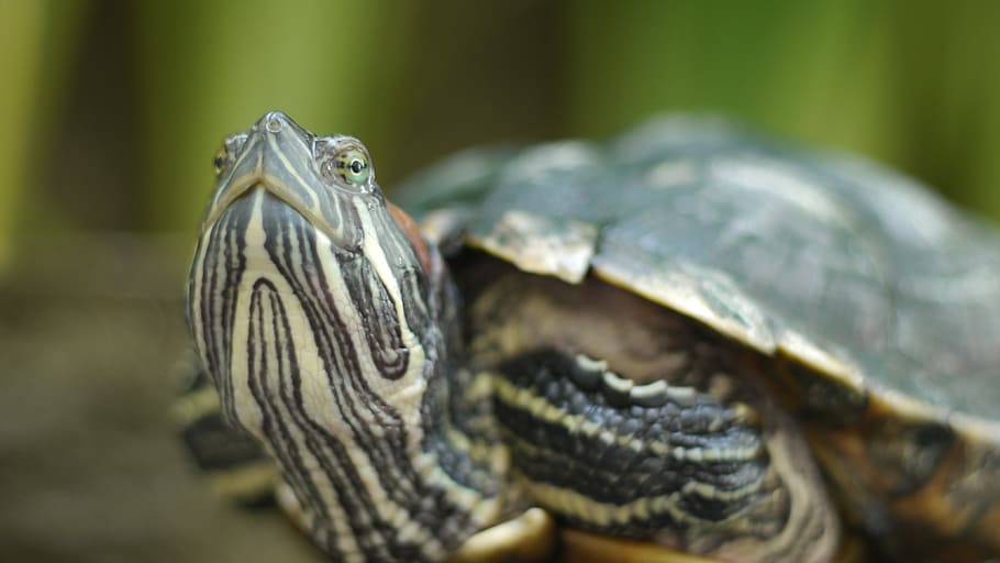 Schildkröte, Zuhause, Nahansicht, Tierthemen, Reptil, Tier, Tierwelt, ein Tier, Wirbeltier, Tiere in freier Wildbahn, Tierkörperteil, Schildpatt, Tierkopf, Schale, Tierhülle, keine Leute, Natur, selektiver Fokus, Zoo, Porträt, Tierwaage, Tierauge, Mund offen, 4K
