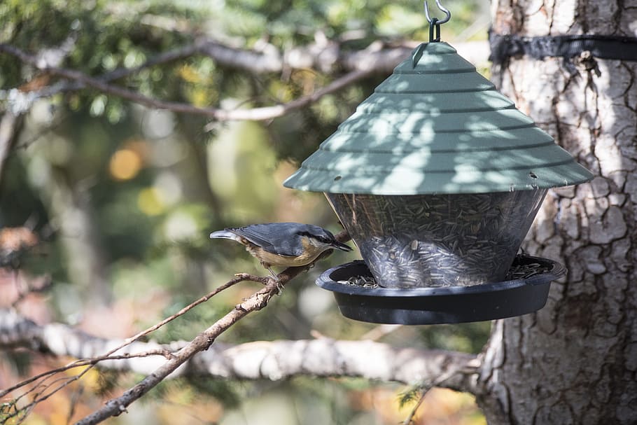 Vogel, Voliere, Nistkasten, Vogelfütterer, Baumhaus, Buntspecht, Wald, Vögel, Nest, Waldvogel, Fütterung, Natur, Tier, Garten, Nistplatz, Futter, Specht, tit, Rasse, Tierthemen, Tiere in freier Wildbahn, Tierwelt, Wirbeltier, Baum, Fokus auf den Vordergrund, ein Tier, hängend, keine Leute, hocken, Ast, Tag, draußen, Pflanze, Nahansicht, 5K