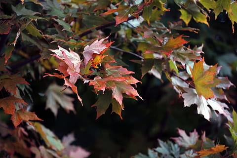 maple, full, vermell, naturalesa, fulla d'auró, tardor, caure, temporada, colorit, fulles, fullatge, estacional, taronja, arbre, verd, marró, a l'aire lliure, natural, canadenc, groc, bosc, arbre d'auró, octubre, color taronja, multicolor, part de la planta, canvi, planta, bellesa a la natura, creixement, primer pla, cap gent, dia, branca, centrar-se en primer pla, enfocament selectiu, condició natural, 2K, CC0, domini públic, lliure de regalies