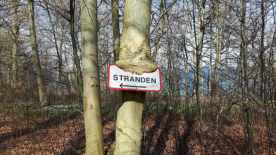 divorced, moen, wood, tree, text, plant, trunk, tree trunk, communication, forest, land, western script, nature, sign, woodland, growth, information, tranquility, day, no people, information sign, guidance, beauty in nature, outdoors, 4K, CC0, public domain, royalty free