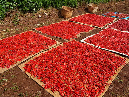 Chili-Pfeffer, Chili, Farbe, Lebensmittel, Pfeffer, rot, Gemüse, frisch, würzen, organisch, reif, würzig, natürlich, Pflanze, lecker, Landwirtschaft, Ernte, Fülle, ländliche Szene, Tag, High Angle View, keine Leute, Essen und Trinken, Frische, Natur, gesundes Essen, Wohlbefinden, draußen, Obst, große gruppe von gegenständen, Wachstum, trocknen, Beerenfrucht, Feld, 2K, CC0, gemeinfrei, lizenzfrei