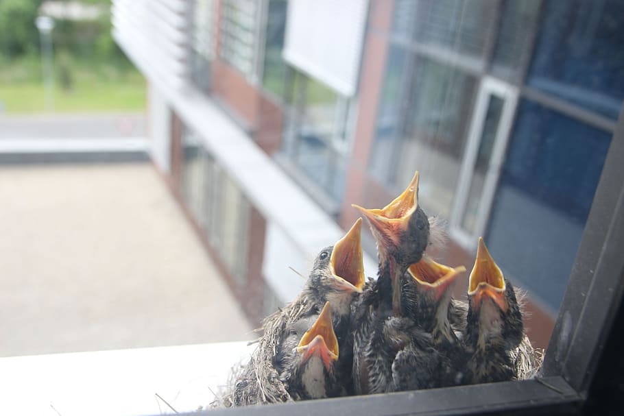 uccello, cucciolo, nido, risers, alimentazione, adagiato, architettura, esterno dell'edificio, struttura costruita, giorno, finestra, temi animali, città, nessuno, animale, vetro - materiale, concentrarsi sulle conoscenze acquisite, avvicinamento, vertebrato, all'aperto, trasparente, costruzione, un animale, cibo, natura, mammifero, bocca aperta, 5K