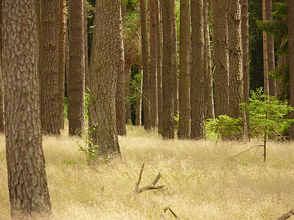 Wald, Bäume, Natur, Baum, natürlich, Landschaft, Tanne, Licht, Mecklenburg, Lichteinfall, Pflanze, Land, Baumstamm, Kofferraum, Wachstum, Ruhe, keine Leute, Schönheit in der Natur, Tag, Nicht-städtische Szene, ruhige Szene, Umgebung, draußen, Tierwelt, Szenen - Natur, ein Tier, Nadelbaum, Kiefernwald, 2K, CC0, gemeinfrei, lizenzfrei