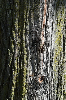escorça, arbre, naturalesa, textura, fusta, patró, aspre, vell, tronc, superfície, natural, bosc, macro, medi ambient, resistent, sec, tronc de l'arbre, fons, material de fusta, marró, primer pla, material, resum, cap gent, planta, dia, creixement, marc complet, escorça de la planta, a l'aire lliure, bellesa a la natura, patró natural, 5K, CC0, domini públic, lliure de regalies