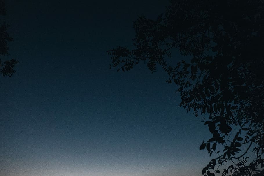 fotografia de silueta, arbre, durant el dia, silueta, fotografia, negre, blau, branques, gris, fulles, nit, arbres, naturalesa, cel, fosc, escenics, a l'aire lliure, paisatge, bellesa a la natura, cap gent, tranquil·litat, planta, vista d’angle baix, cel clar, branca, creixement, escenics - natura, còpia espai, escena tranquil·la, vespre, full, llum de la lluna, 4K