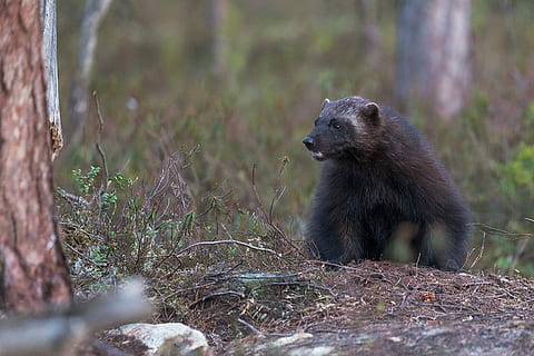 grigio, animale, foto di messa a fuoco, orso, albero, abbaiare, foresta, selvaggio, animale selvaggio, ghiottone, natura, fauna selvatica, animali allo stato selvatico, temi animali, un animale, mammifero, nessuno, vertebrato, pianta, a caccia, sopravvivenza, all'aperto, terra, giorno, caccia agli animali, 2K, CC0, dominio pubblico, privo di copyright