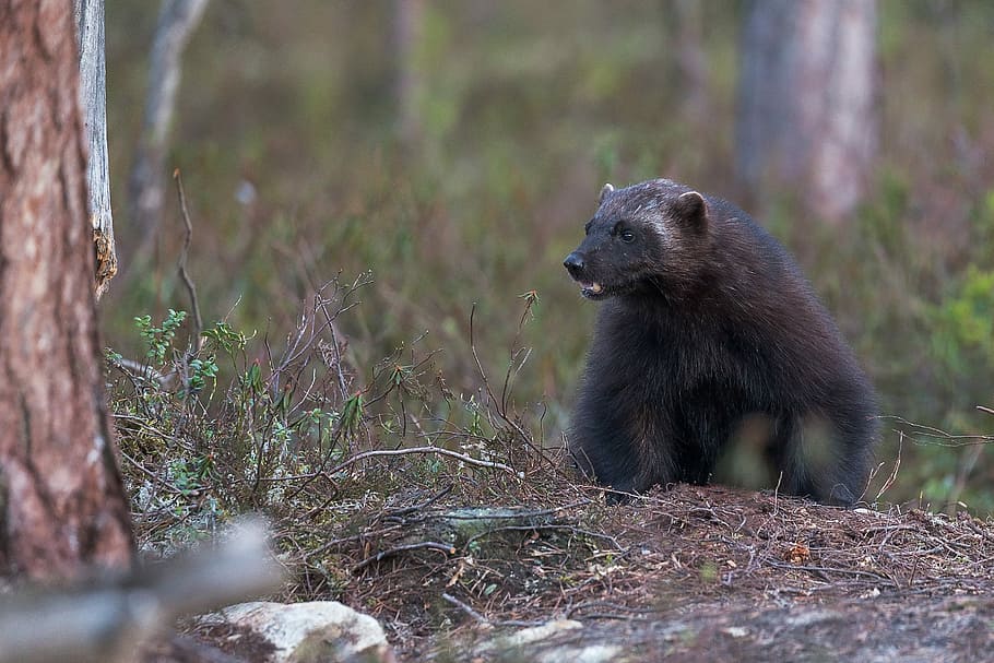 grigio, animale, foto di messa a fuoco, orso, albero, abbaiare, foresta, selvaggio, animale selvaggio, ghiottone, natura, fauna selvatica, animali allo stato selvatico, temi animali, un animale, mammifero, nessuno, vertebrato, pianta, a caccia, sopravvivenza, all'aperto, terra, giorno, caccia agli animali, 2K