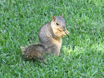 squirrel, common squirrel, eating, turning, grass, ground, furry, furry tail, cute, animal themes, animal, one animal, mammal, plant, animal wildlife, rodent, vertebrate, animals in the wild, green color, land, nature, field, no people, day, growth, close-up, side view, outdoors, 2K, CC0, public domain, royalty free