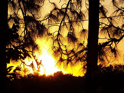 solnedgang, sol, træer, fyrretræer, fyrgren, tråd, skumring, træ, plante, himmel, silhuet, ingen mennesker, ro, bagagerum, natur, træstamme, skønhed i naturen, jord, afdeling, rolig scene, vækst, scenics - natur, udendørs, Skov, bare træ, sollys, 4K, CC0, offentligt domæne, royaltyfrie