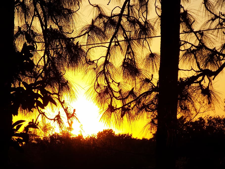posta de sol, sol, arbres, pins, branca de pi, cable, vespre, arbre, planta, cel, silueta, cap gent, tranquil·litat, tronc, naturalesa, tronc de l'arbre, bellesa a la natura, terra, branca, escena tranquil·la, creixement, escenics - natura, a l'aire lliure, bosc, arbre nu, llum solar, 4K