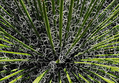 Antenne, Fotografie, Grün, pad, Gras, linear, Blätter, Muster, Rau, Kontrast, Weiß, grüne Farbe, Pflanze, Vollbild, Wachstum, Hintergründe, Schönheit in der Natur, keine Leute, Natur, Tag, Pflanzenteil, Nahansicht, Blatt, Ruhe, draußen, Frische, natürliches Muster, Baum, Botanik, Bambuspflanze, 4K, CC0, gemeinfrei, lizenzfrei